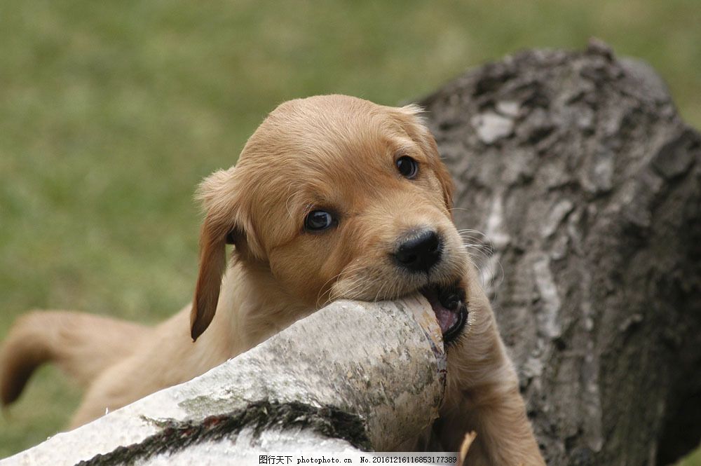 狗狗心机故事：揭秘宠物护理人员的日常