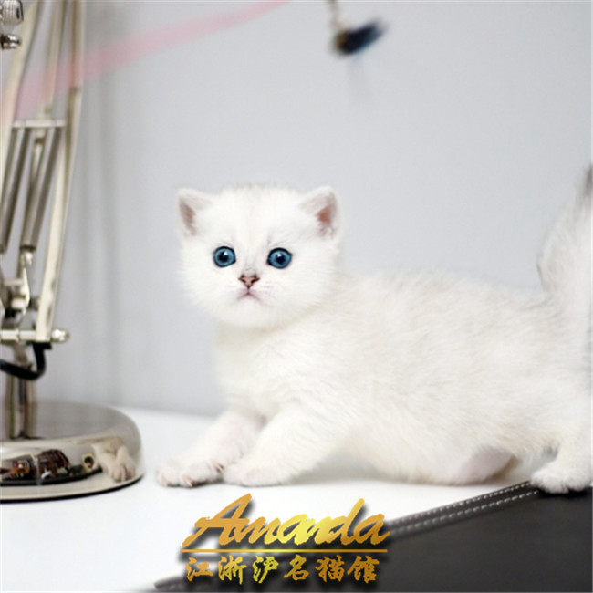 狗狗很嘴馋——揭秘宠物的小秘密